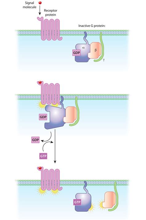 girk|Activation and inhibition of G protein